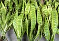 Parkia speciosa
